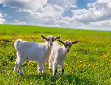 All About Goats Image